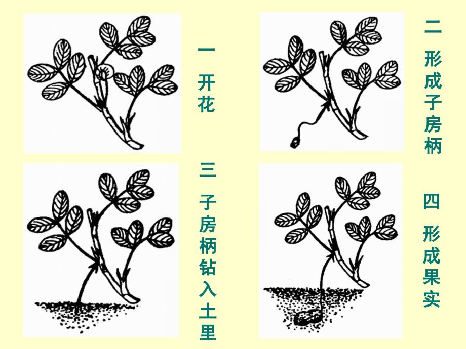 人教部编版五年级上册语文《落花生》 (2)_第4页