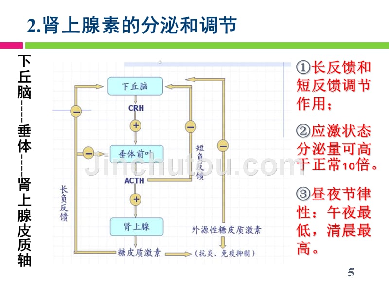 肾上腺皮质激素类药物知识PPT课件_第5页