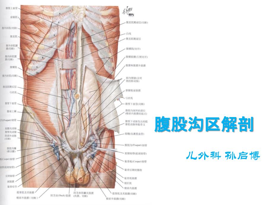 腹股沟管解剖整理版本.ppt_第1页