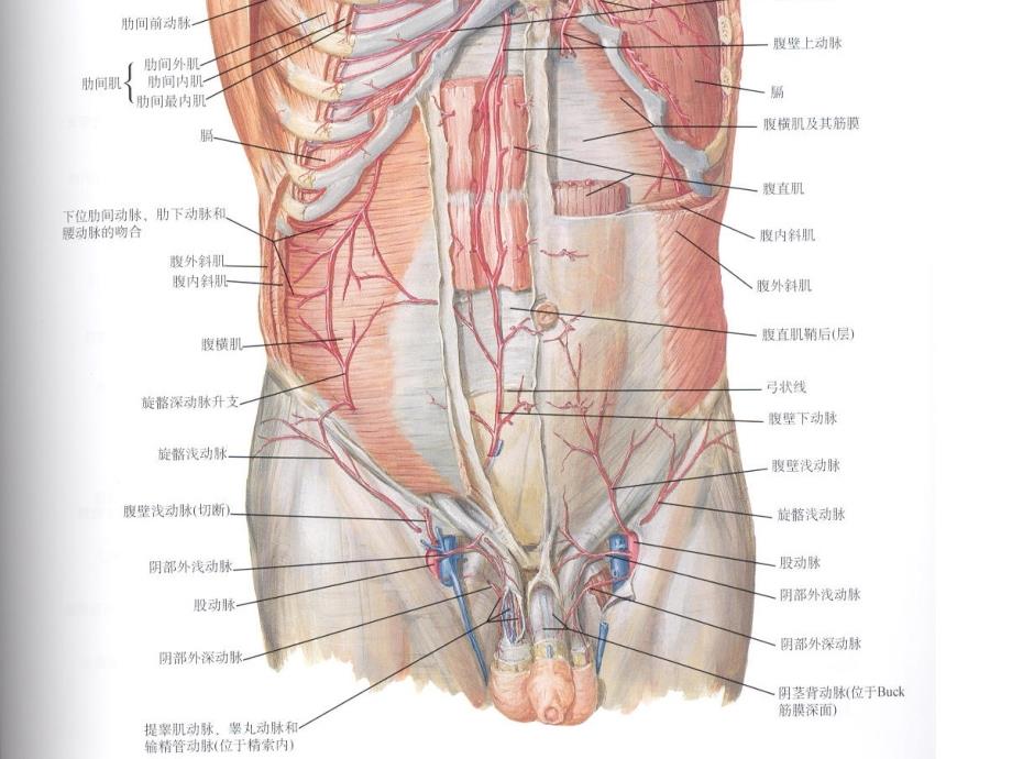 腹股沟管解剖整理版本.ppt_第3页