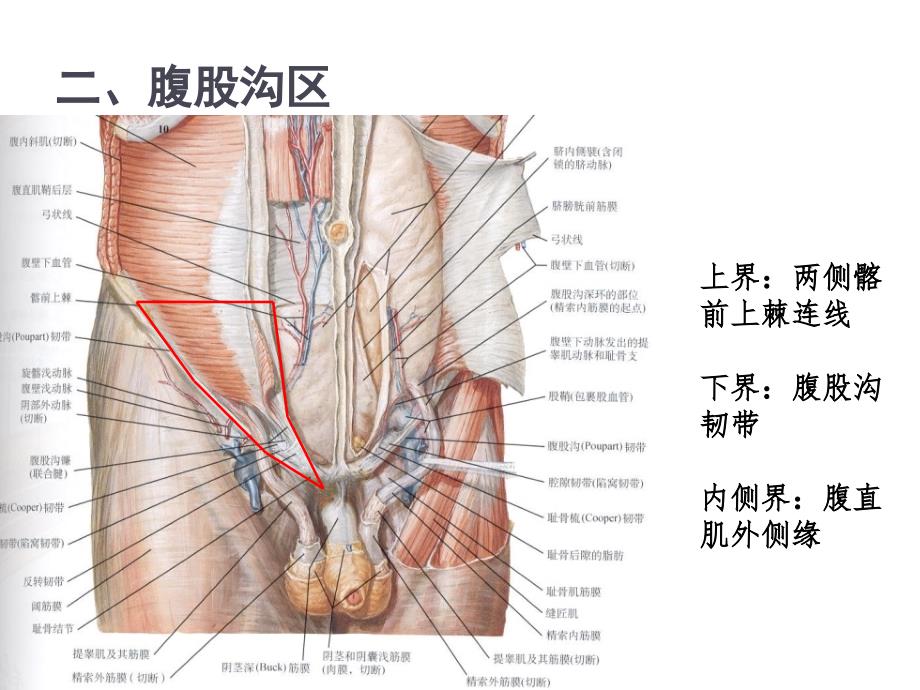 腹股沟管解剖整理版本.ppt_第4页