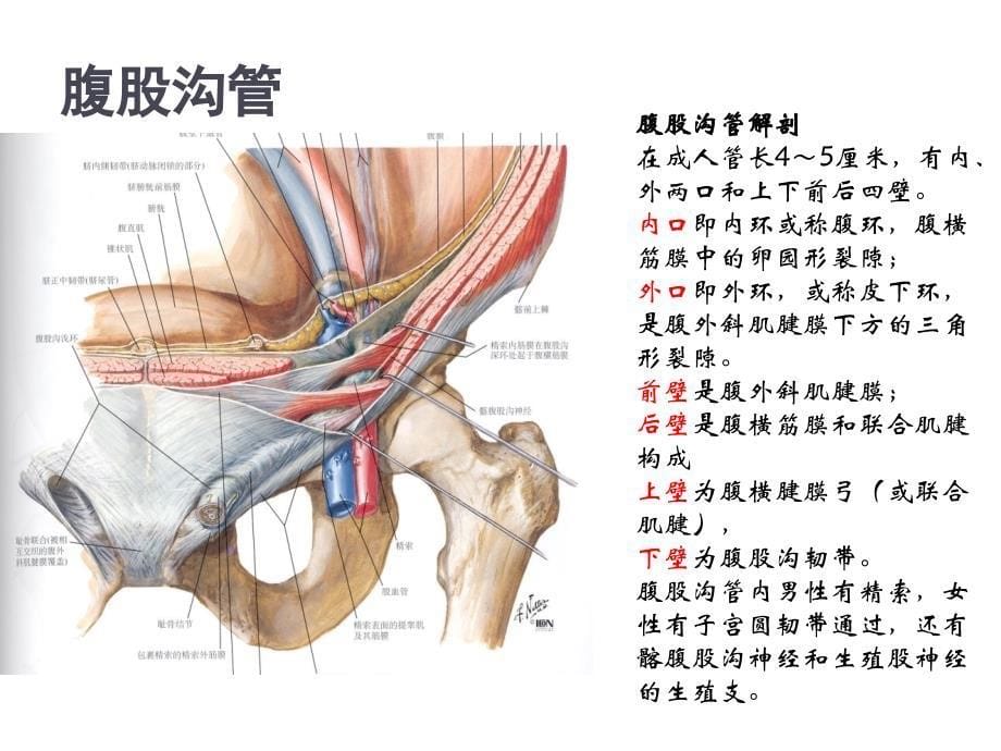 腹股沟管解剖整理版本.ppt_第5页