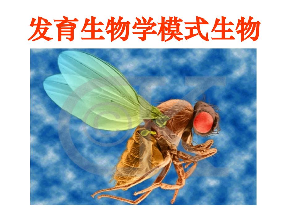 发育生物学——发育生物学模式生物_第1页