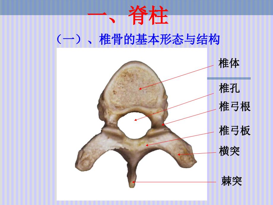 脊柱解剖图(整理版本).ppt_第3页