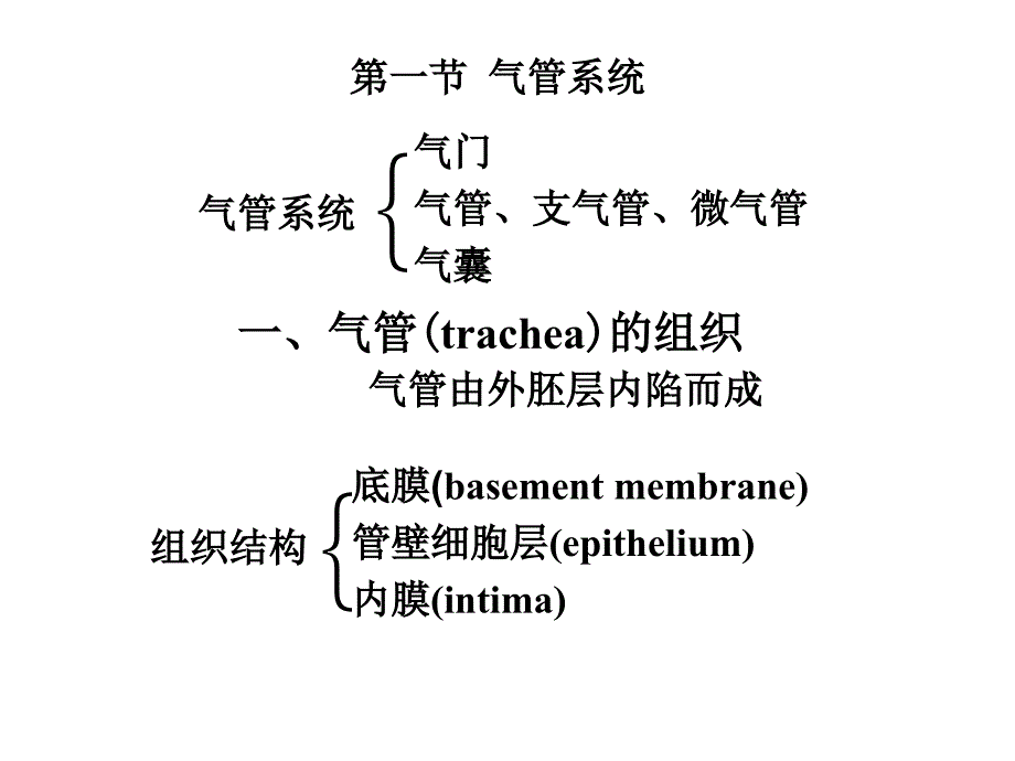 昆虫的呼吸系统1PPT.ppt_第2页