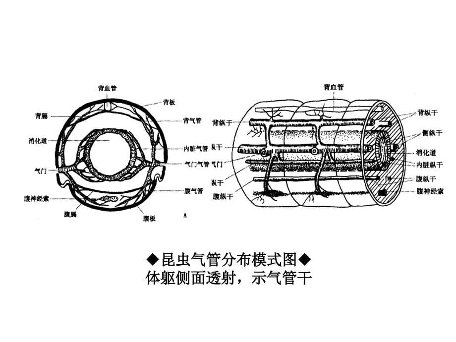 昆虫的呼吸系统1PPT.ppt_第5页