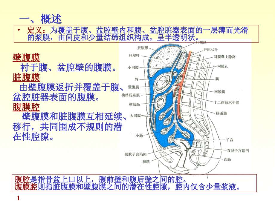 腹膜解剖完整版本.ppt_第1页
