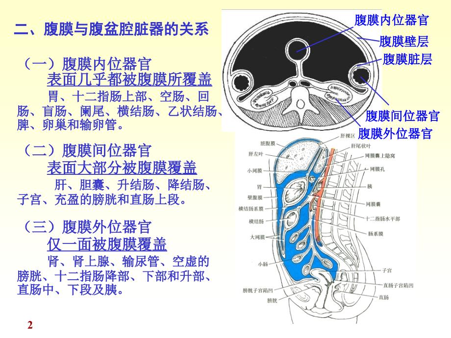 腹膜解剖完整版本.ppt_第2页