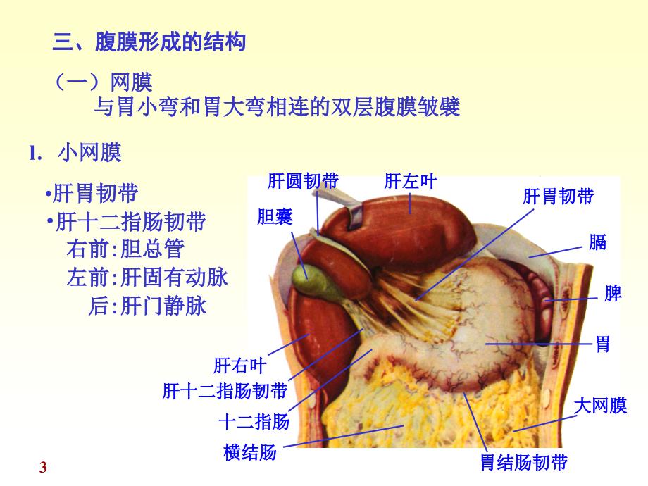腹膜解剖完整版本.ppt_第3页