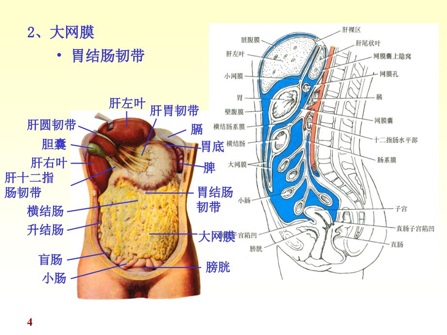 腹膜解剖完整版本.ppt_第4页