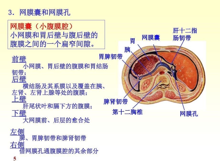 腹膜解剖完整版本.ppt_第5页