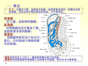 腹膜解剖完整版本.ppt