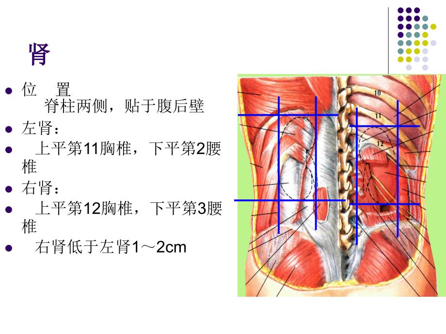 腹后壁、腹膜后间隙.ppt_第4页