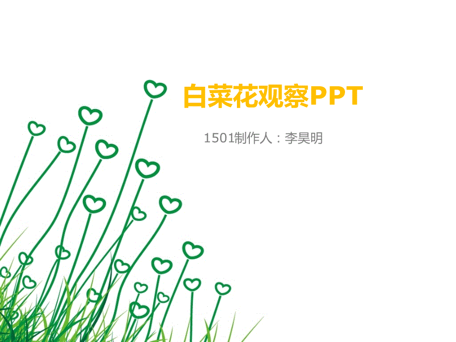 白菜花观察PPT.ppt_第1页