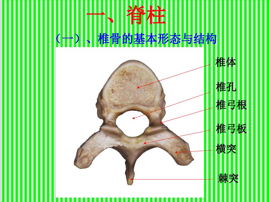 脊柱解剖图(颈胸腰椎)整理版本.ppt_第3页