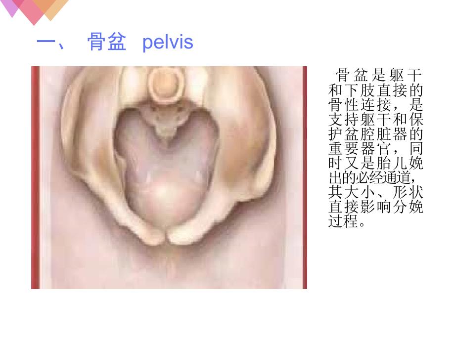 女性生殖系统解剖完整.ppt_第3页
