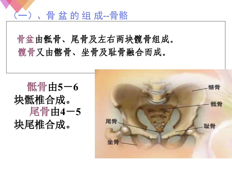 女性生殖系统解剖完整.ppt_第4页