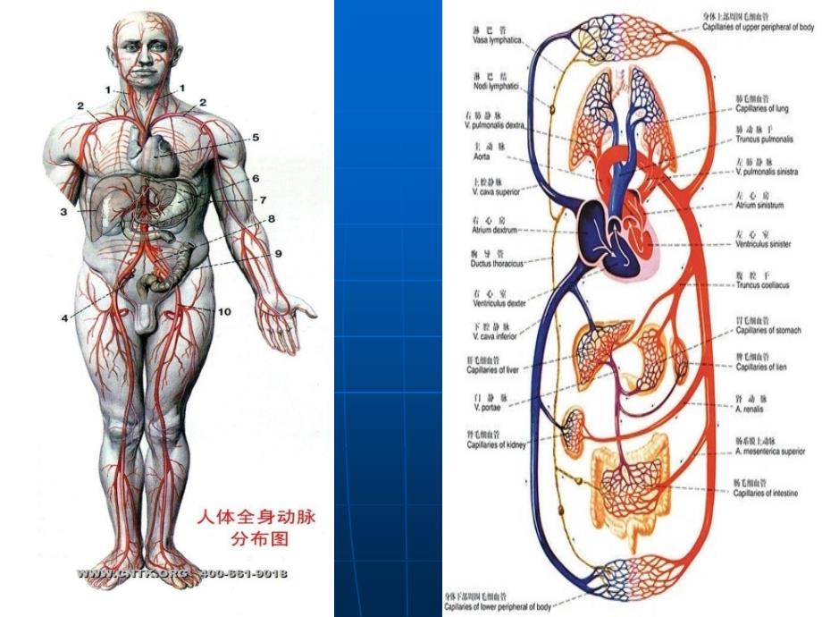 失血性休克完整版本.ppt_第2页