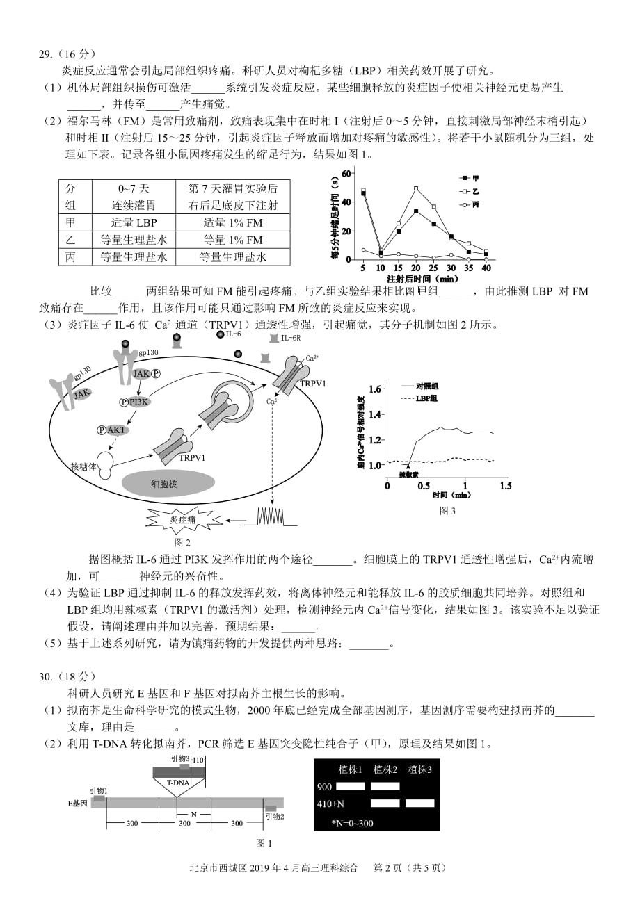 2019 西城 一模 生物试题及答案.doc_第2页