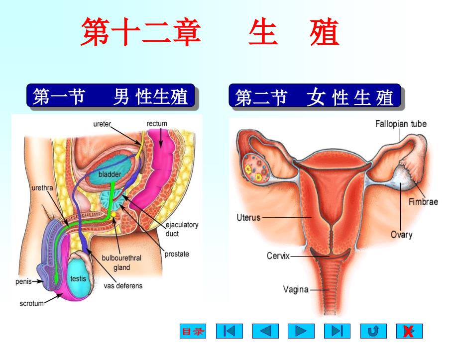 生理学课件-生殖培训课件_第1页