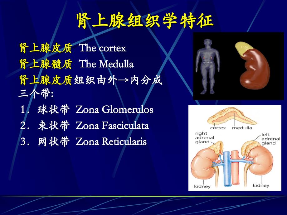 儿童时期糖尿病Zhejiang University（三月）_第3页