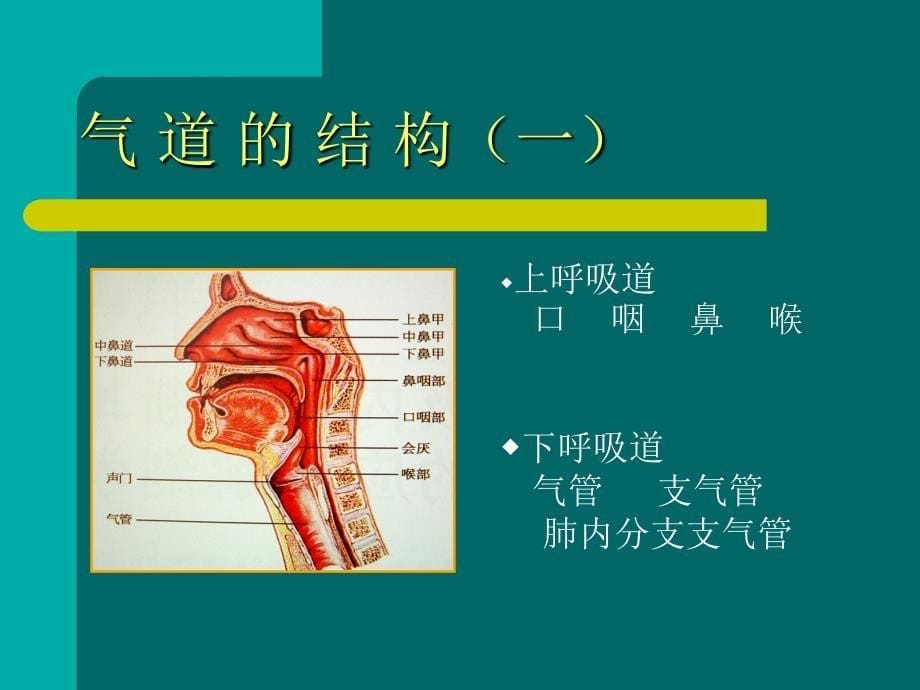 气道管理完整版本.ppt_第5页