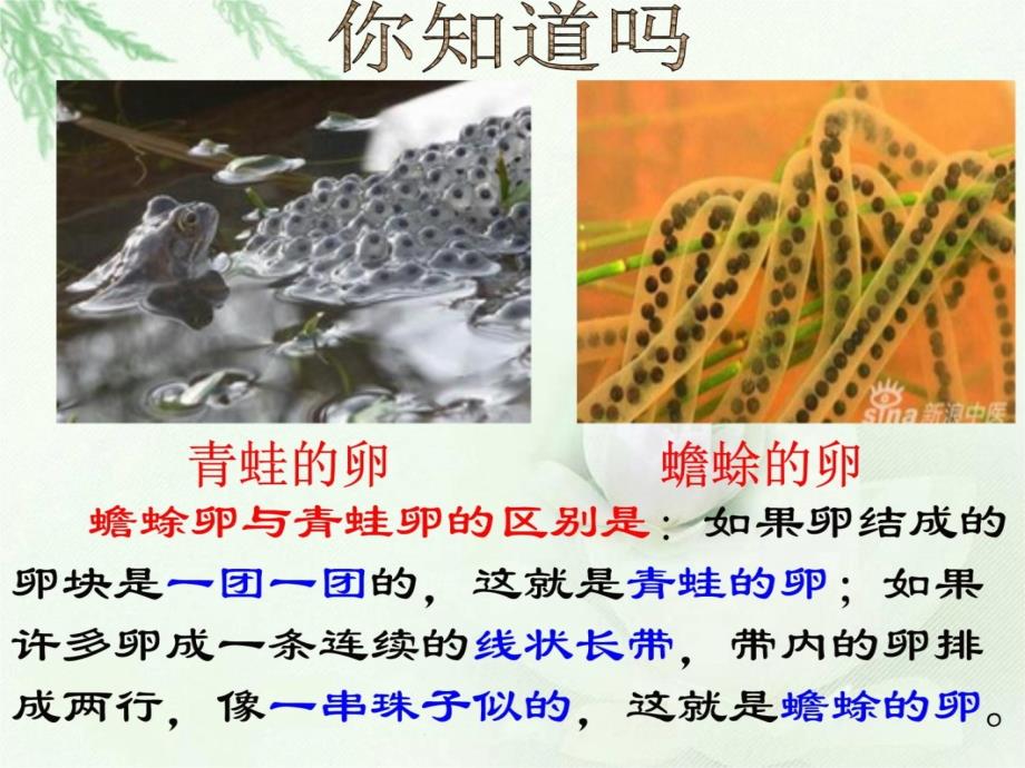 人教版五年级上册科学《蛙》知识讲解_第3页