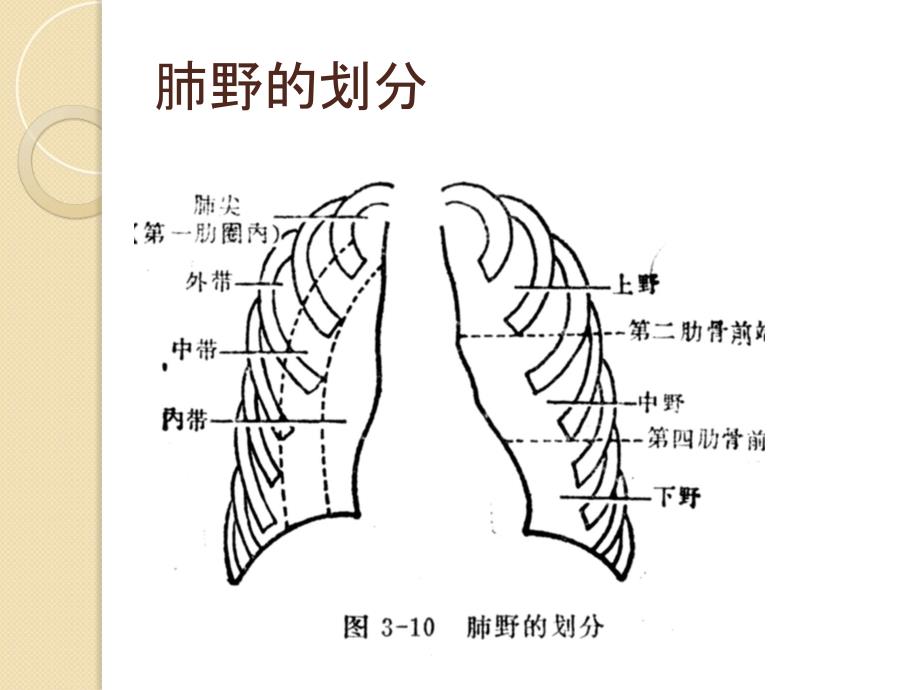 如何在CT上区分肺叶和肺段说课材料_第1页