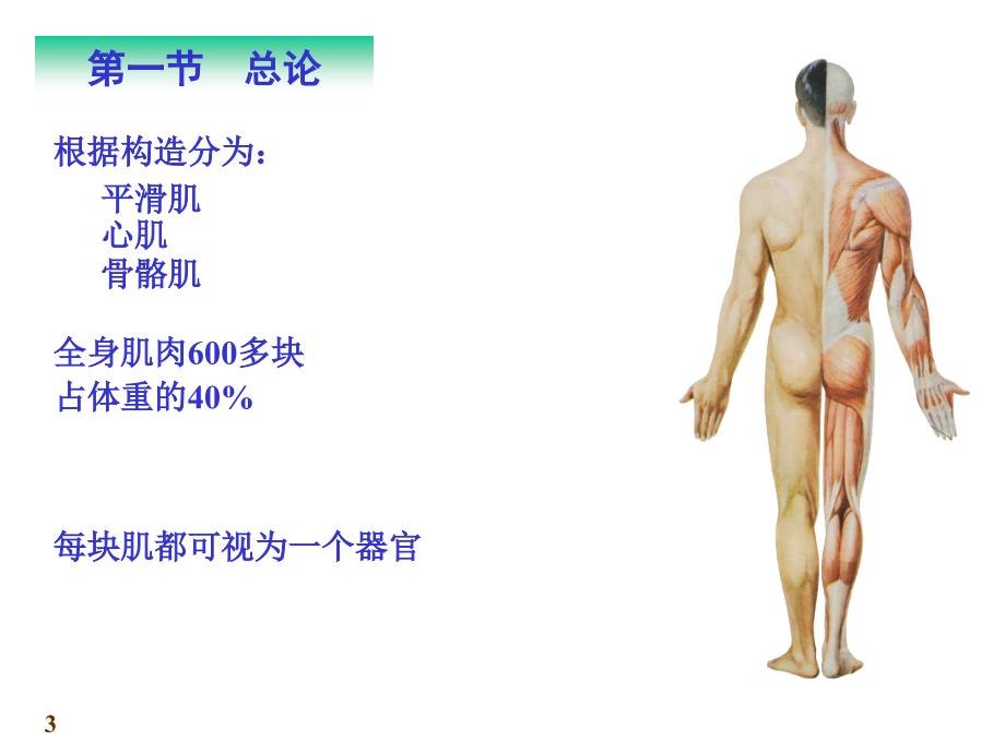 系统解剖学-肌肉完整版本.ppt_第3页