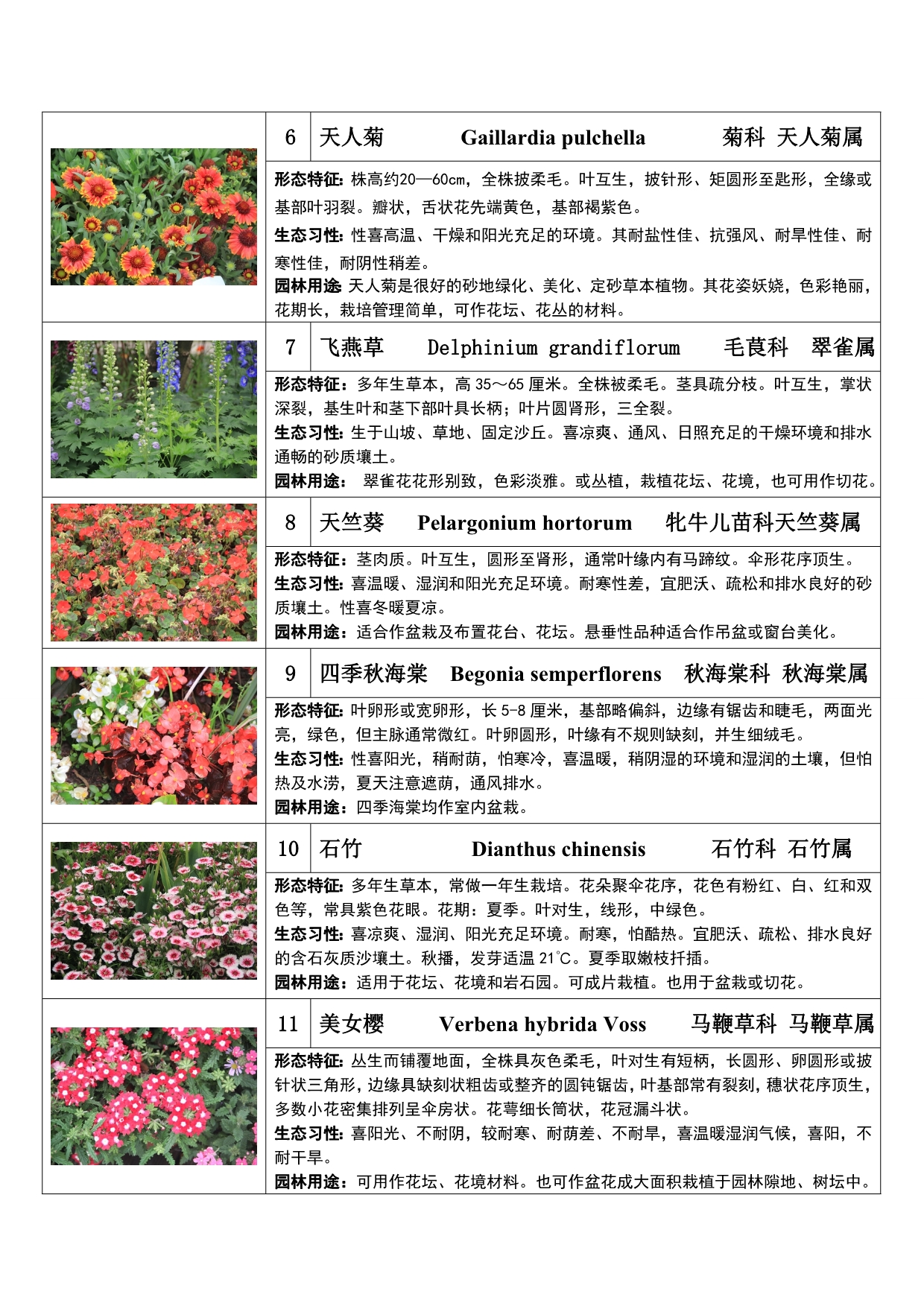 上海植物园实习种草本花卉.doc_第2页