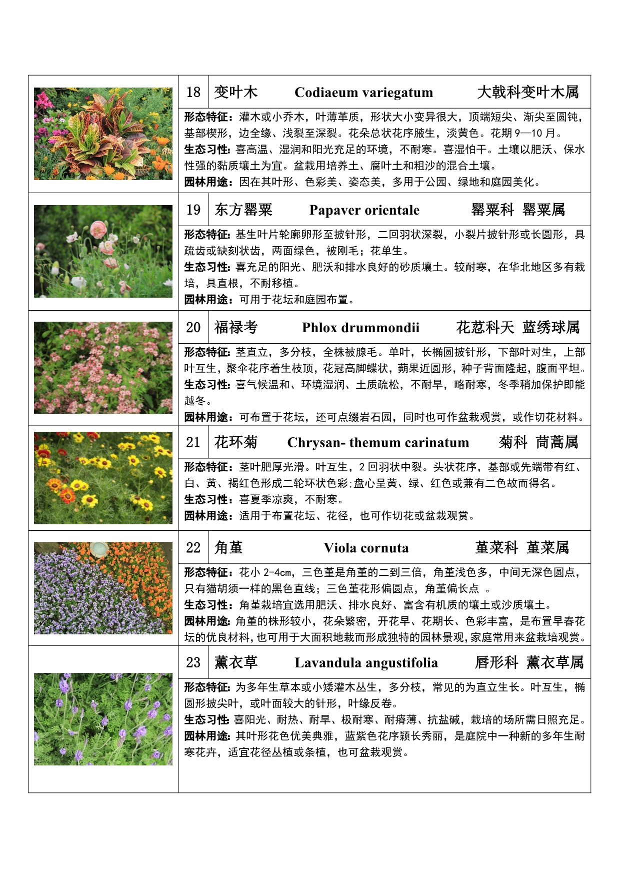 上海植物园实习种草本花卉.doc_第4页