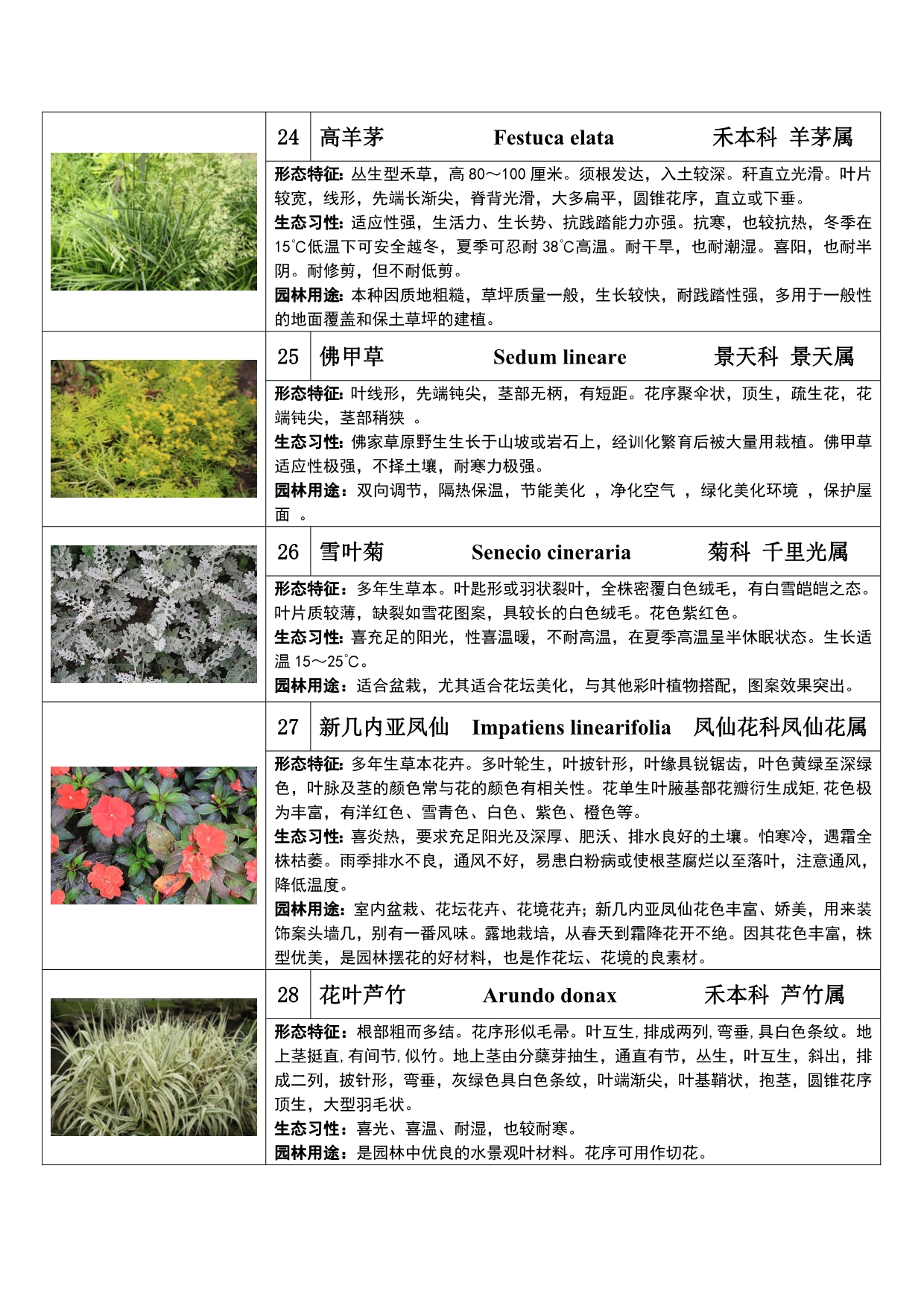 上海植物园实习种草本花卉.doc_第5页