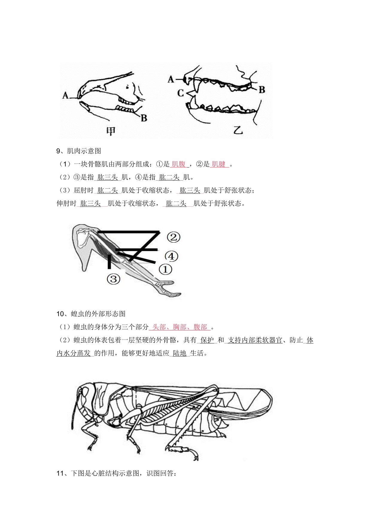 2018初中生物常考的识图填空题(含答案).doc_第5页