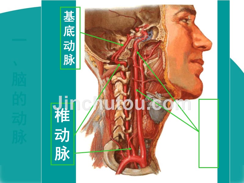 脑动静脉系统详细解剖教程文件_第5页