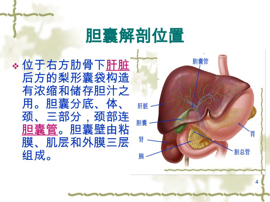 急性化脓性胆囊炎PPT课件.ppt_第4页