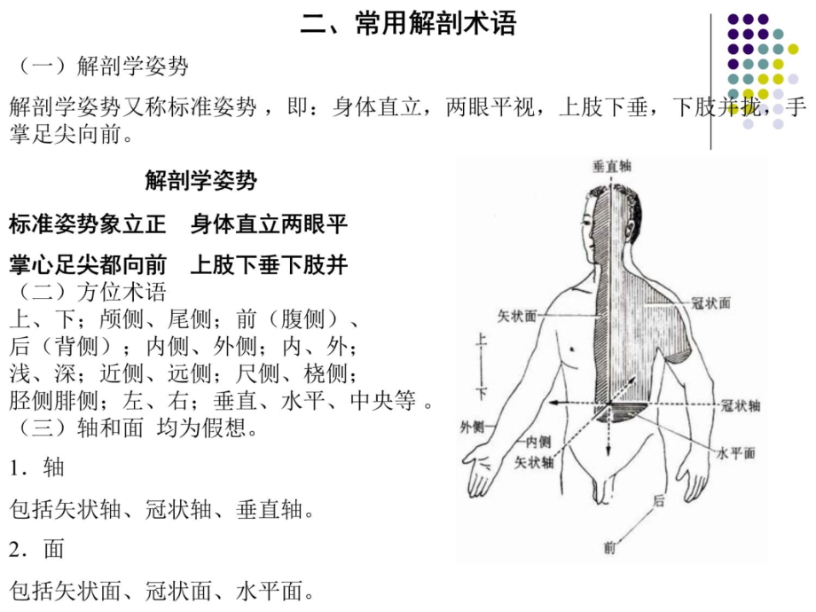 人体解剖学课件-全(课件)说课材料_第3页