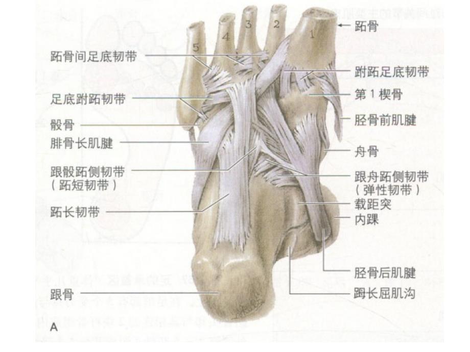踝关节、足解剖_第3页