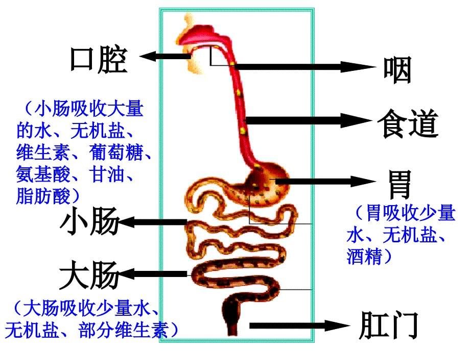 小肠是消化和吸收的主要器官.ppt_第5页