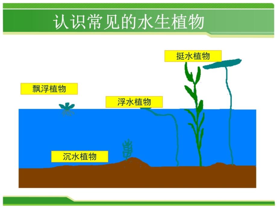 水生植物及应用知识讲解_第3页