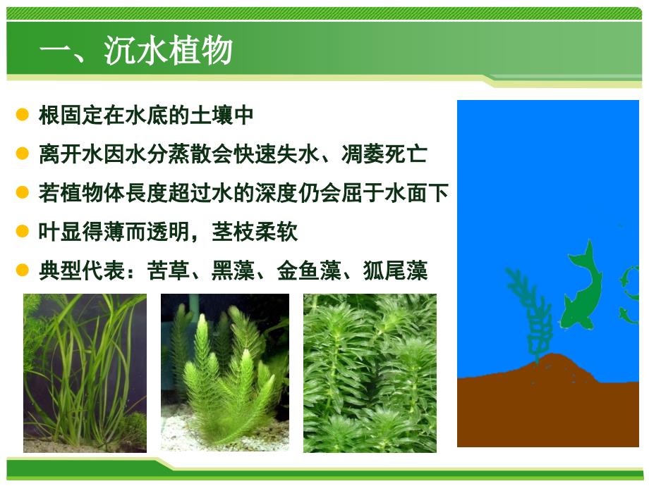 水生植物及应用知识讲解_第4页