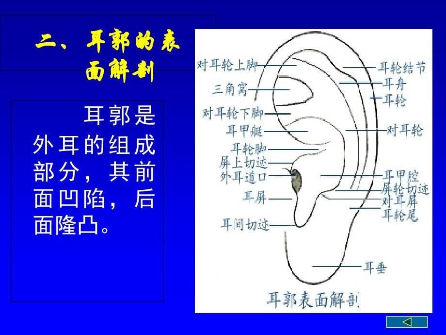 常用耳穴的定位和主治PPT课件_第5页