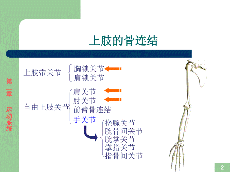 运动解剖学- 关节的形态观察及运动形式.ppt_第2页