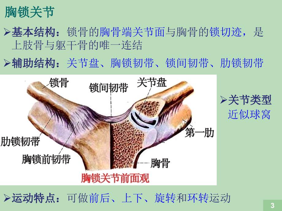 运动解剖学- 关节的形态观察及运动形式.ppt_第3页