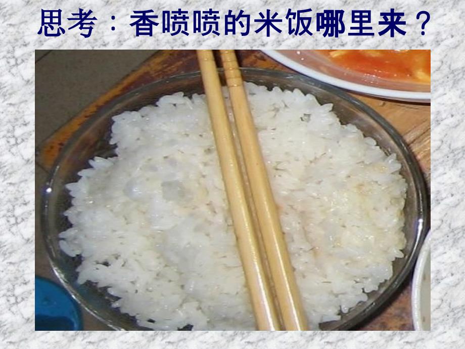 水稻的生长过程讲课教案_第1页