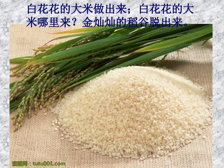水稻的生长过程讲课教案_第2页