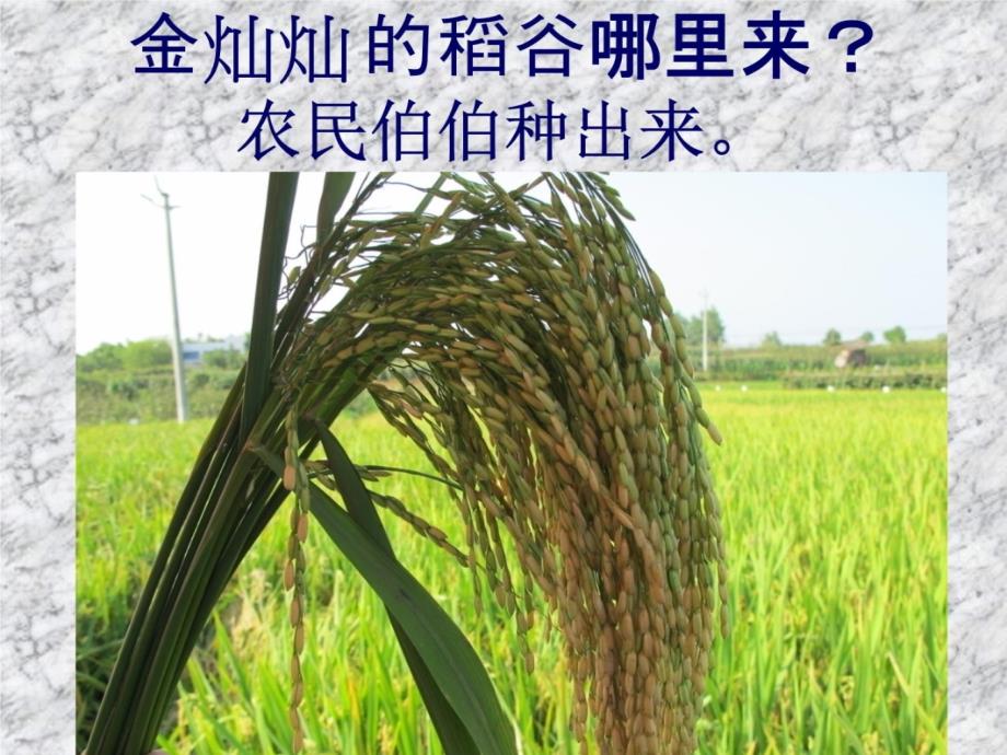 水稻的生长过程讲课教案_第3页