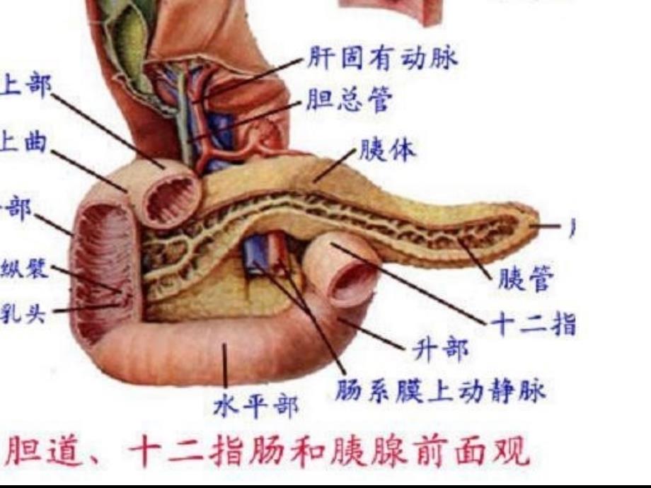 胰脾疾病超声诊断知识PPT课件_第4页