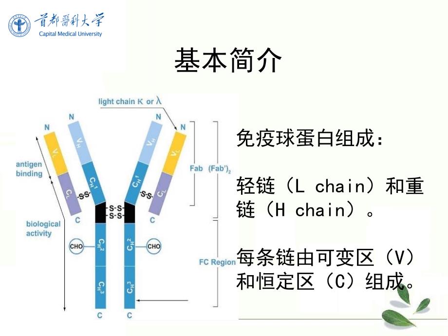 轻链沉积病_第4页