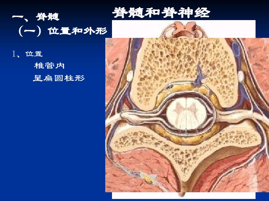 脊髓和脊神经知识PPT课件_第2页