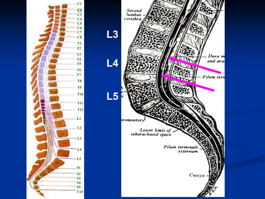 脊髓和脊神经知识PPT课件_第4页